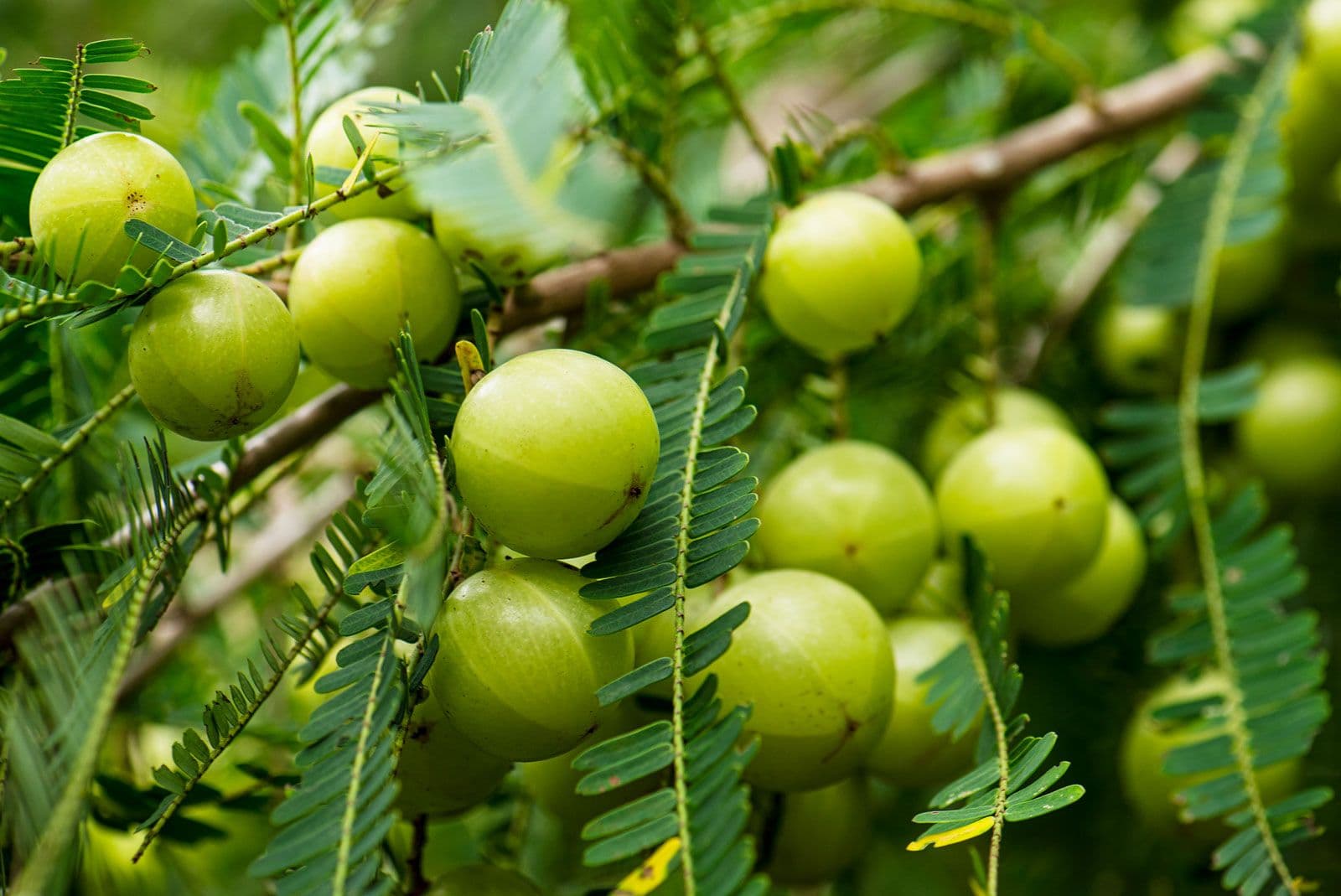 Amla